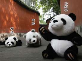 “有故事的熊猫公仔”等着您带它们回家
