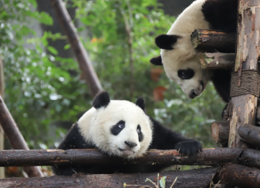 “战五渣”成实的逆袭？