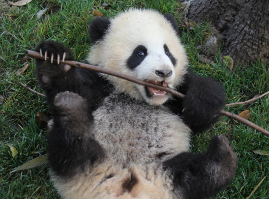 滚滚的天然“健身房”