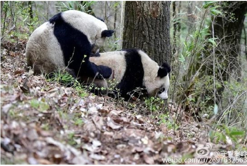 大熊猫的母亲节
