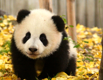 睡“上下铺”的“小青馨”组合