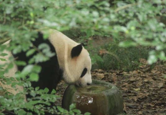 国宝一天的“正确打开方式”