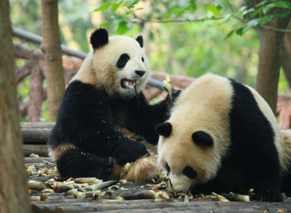“熊”以食为天，食以土为先