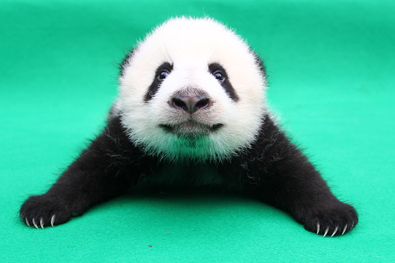 2017級赤ちゃん大公開