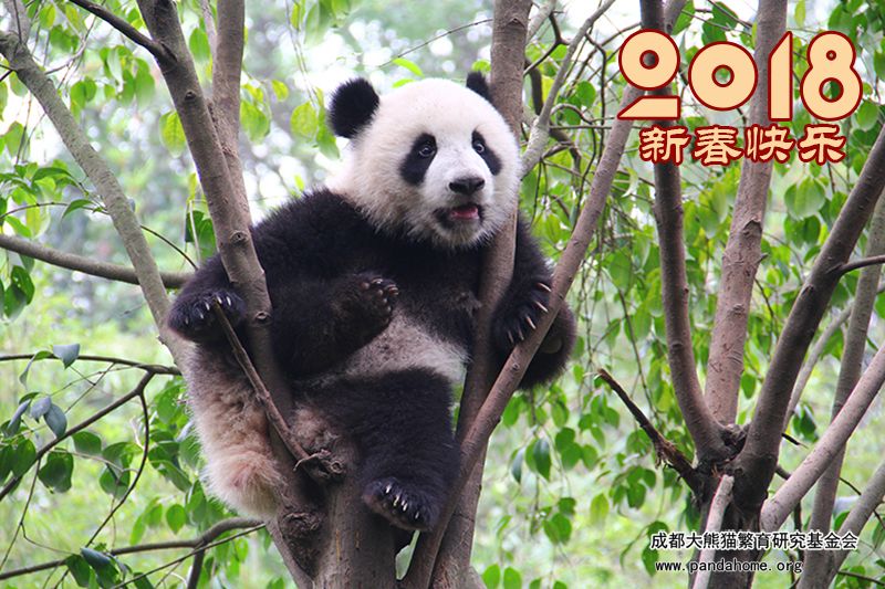 2018 HAPPY NEW YEAR!