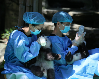 2018新生大熊猫来与大家见面啦！