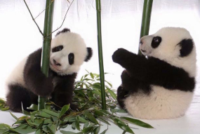 加盼盼、加悦悦3岁啦！