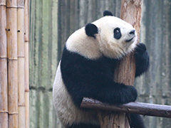 “熊园”春色关不住 萌宝邀您来踏青