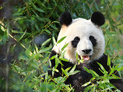 大熊猫与那猗猗的绿竹