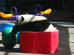 七巧七喜的快乐“六一”