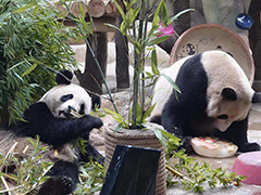 星辉、星繁生日记