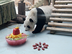 探访大青山下的熊猫馆