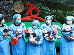 2019年新生大熊猫见面会