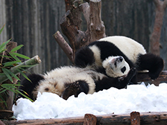 滚滚们的圣诞节礼物