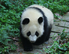 未满周岁的成浪