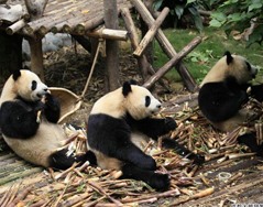 热闹的一号别墅