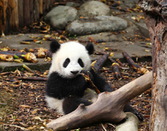 宝哥的自在生活