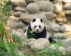 熊猫夏日小澡堂开业啦！