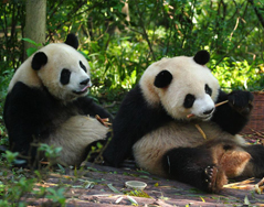 芝士、芝麻与笋