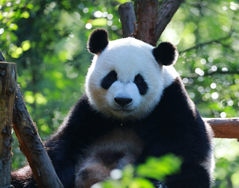 佛系大熊猫喜兰