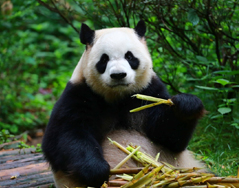 雅莉的拍照教学