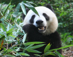 桂花香里说香山