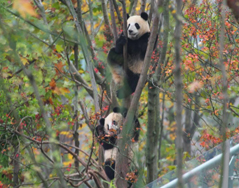 一年“好景”君须记