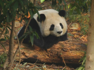 落晖中的韵文