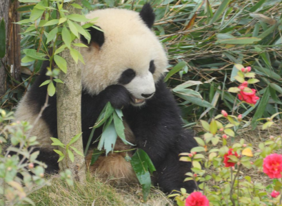 对花食竹