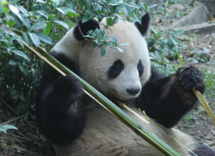 心怀梦想，终得梦圆