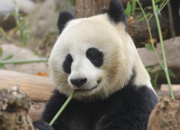 昭美的爱